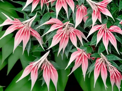 Variegated Japanese Pieris (Pieris Japonica ‘variegata’)