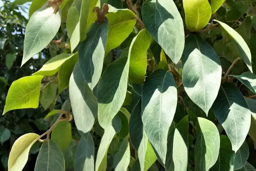Variegated kiwi vine (actinidia kolomikta) — photo 2