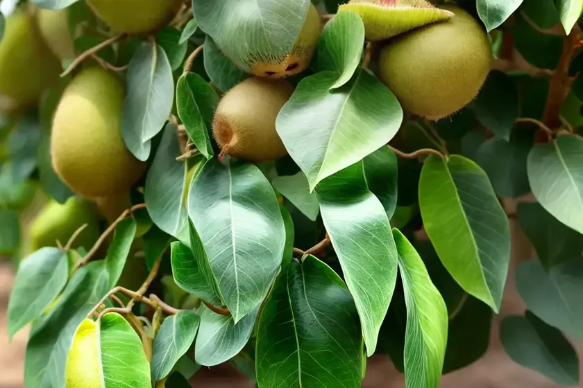 Variegated kiwi vine (actinidia kolomikta)