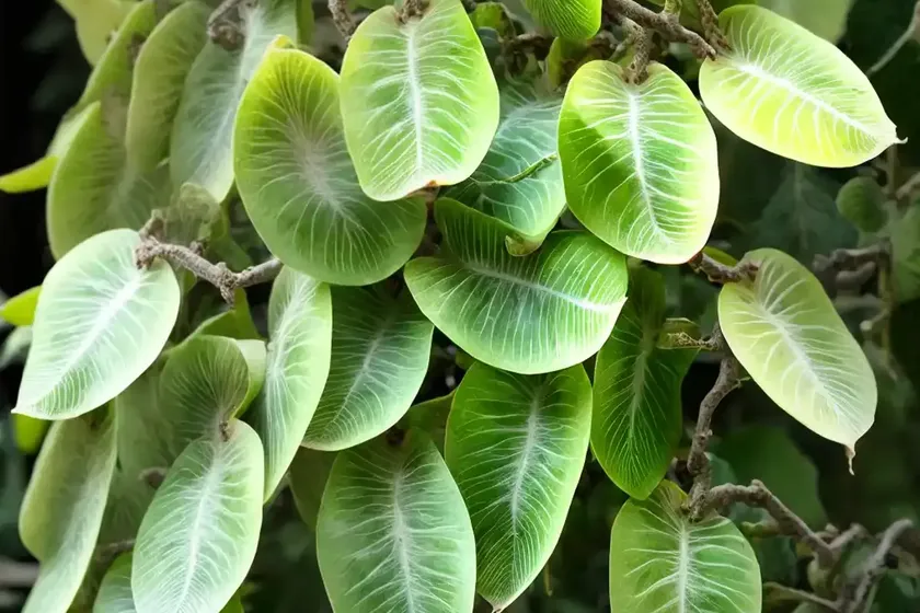 Variegated kiwi vine (actinidia kolomikta ‘arctic beauty’) — photo 2