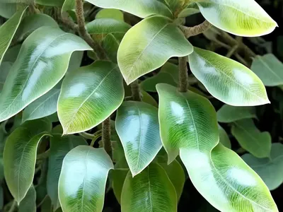 Variegated Kiwi Vine (Actinidia Kolomikta ‘Arctic Beauty’)
