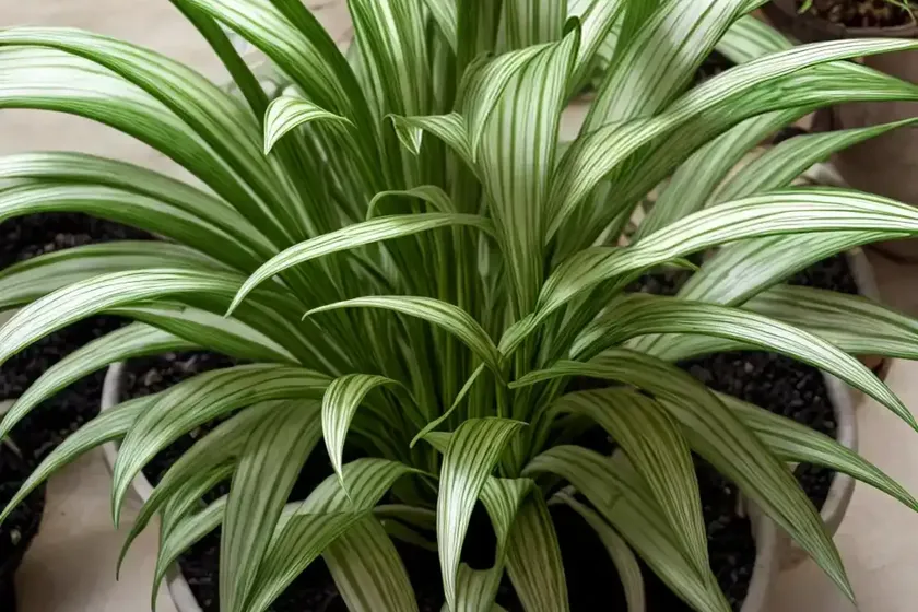 Variegated spider plant (chlorophytum comosum variegatum) — photo 2