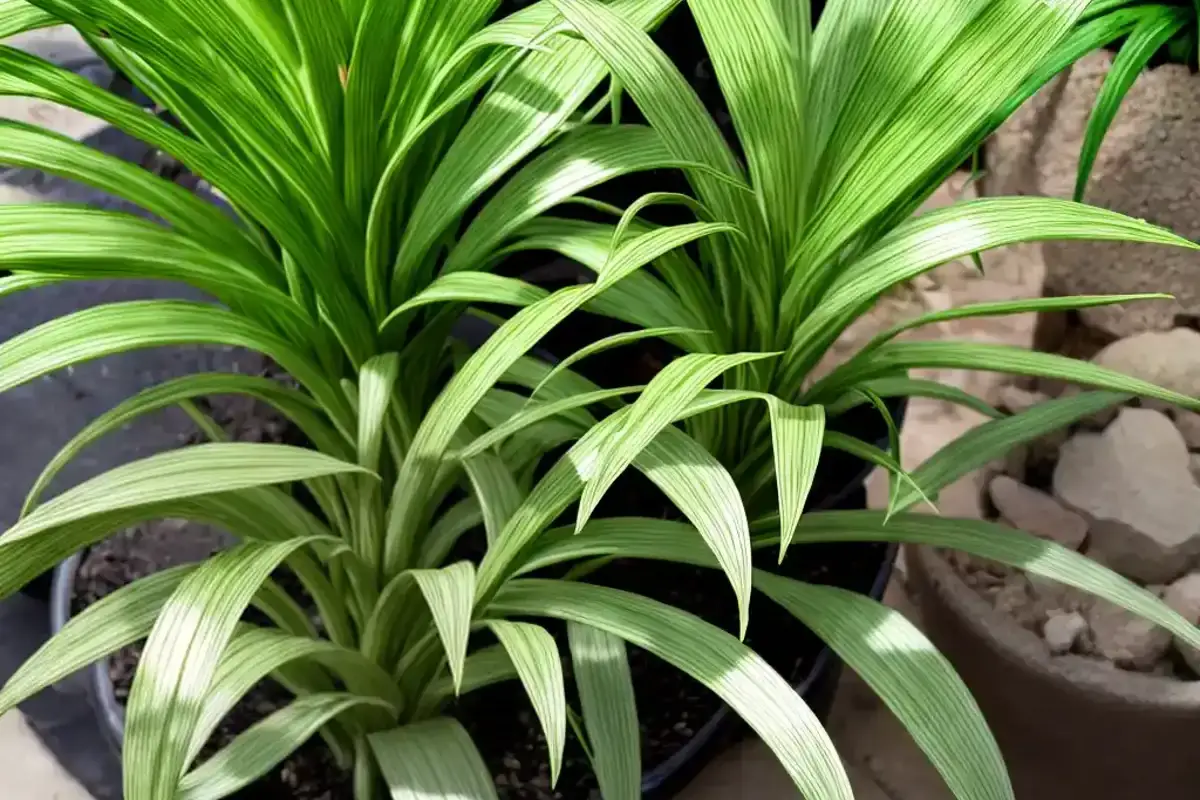 Variegated spider plant (chlorophytum comosum variegatum)