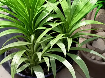 Variegated Spider Plant (Chlorophytum comosum ‘Variegatum’)