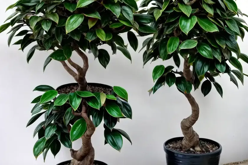Variegated Weeping Fig (Ficus Benjamina Variegata) — photo 2