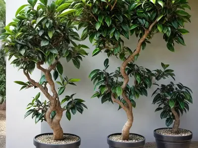 Variegated Weeping Fig (Ficus Benjamina Variegata)