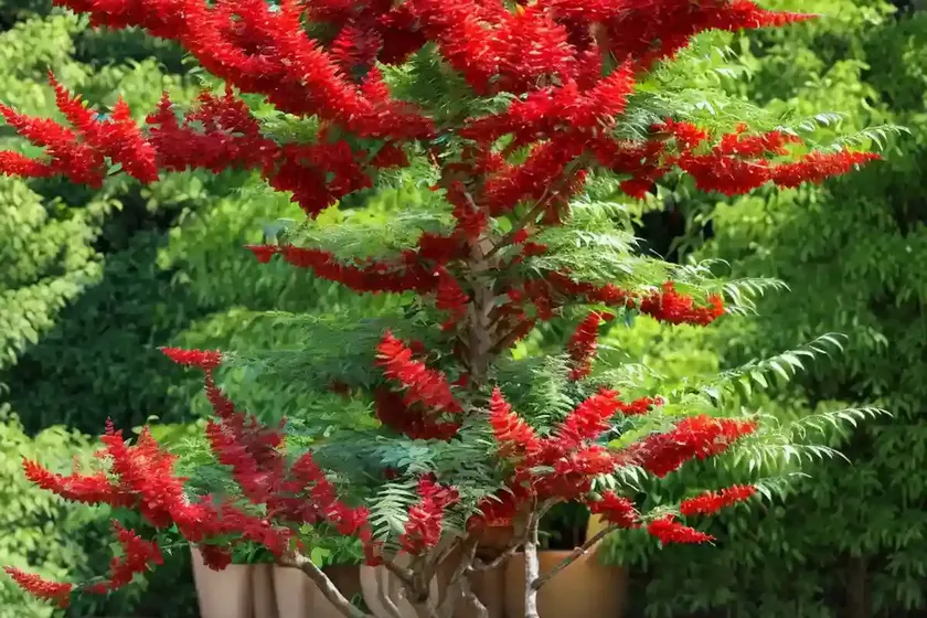 Varnish tree (rhus verniciflua) — photo 2