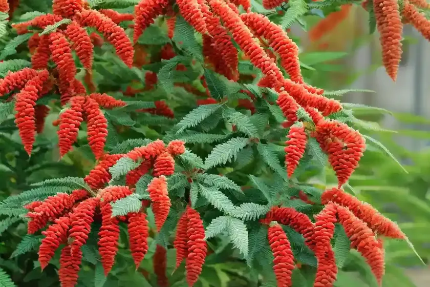Varnish tree (rhus verniciflua) — photo 3