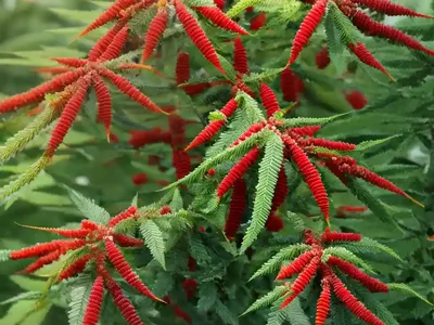 Varnish Tree (Rhus Verniciflua)