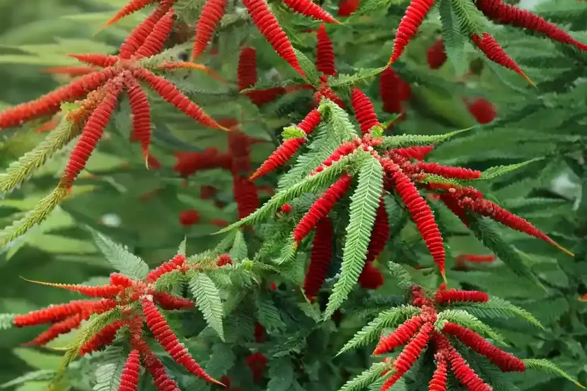 Varnish tree (rhus verniciflua)