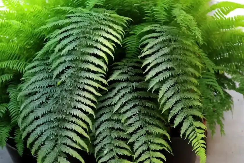 Veined bristle-fern (trichomanes venosum r.br.) — photo 2