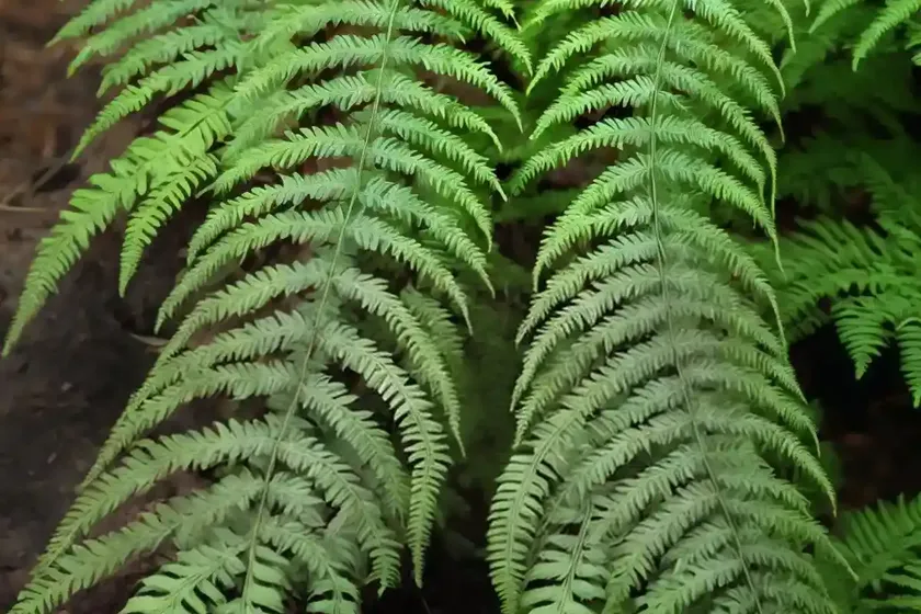 Veined bristle-fern (trichomanes venosum r.br.) — photo 3