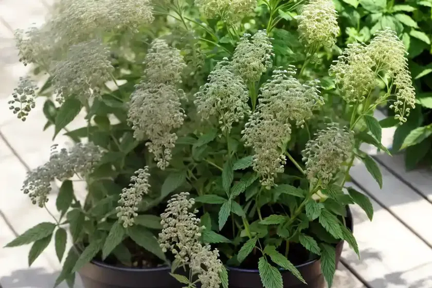 Veiny pepperweed (lepidium oblongum) — photo 2