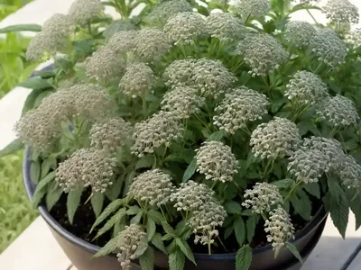 Veiny Pepperweed (Lepidium Oblongum)