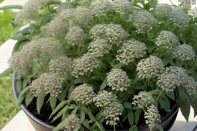 Veiny pepperweed (lepidium oblongum)