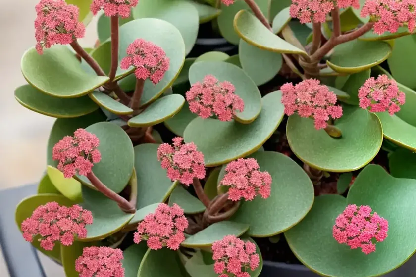 Velvet leaf kalanchoe (kalanchoe beharensis) — photo 2