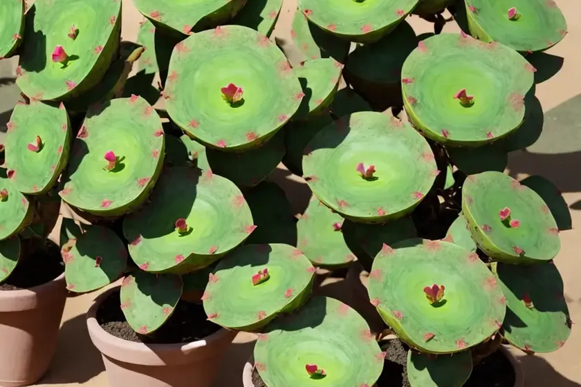 Velvet opuntia (opuntia tomentosa) — photo 2