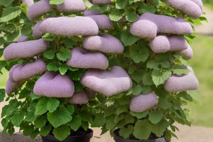 Velvet tree-mallow malva arborea (malva arborea) — photo 3