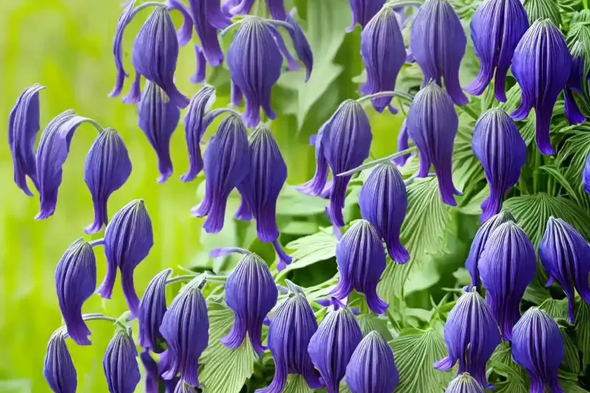 Venus’ chariot (aconitum napellus) — photo 3