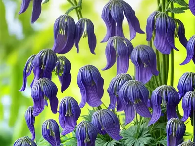 Venus’ Chariot (Aconitum Napellus)
