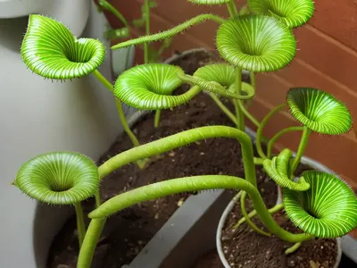 Venus Fly Trap (Dionaea Muscipula)