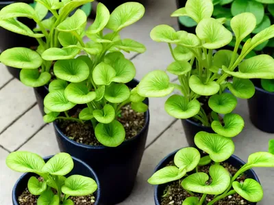Venus’S Navelwort (Omphalodes Linifolia)