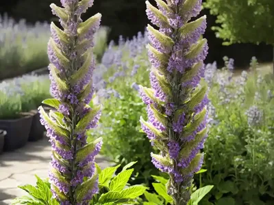 Verbascum Bombyciferum (Giant Silver Mullein)