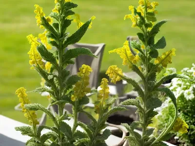 Verbascum Chaixii ‘Album’ (Nettle-Leaved Mullein)