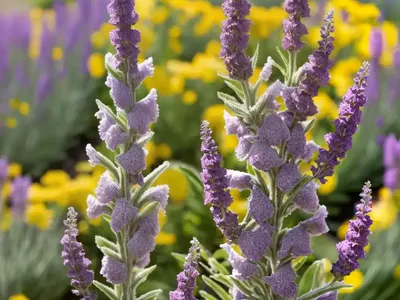 Verbascum ‘Lavender Lass’ (Mullein)