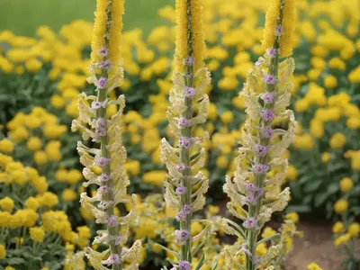 Verbascum Thapsus (Common Mullein)