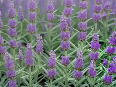 Verbascum (Verbascum ‘Lavender Lass’)