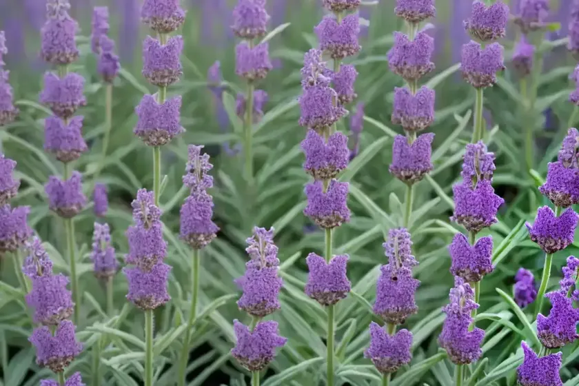 Verbascum (Verbascum ‘Lavender Lass’)