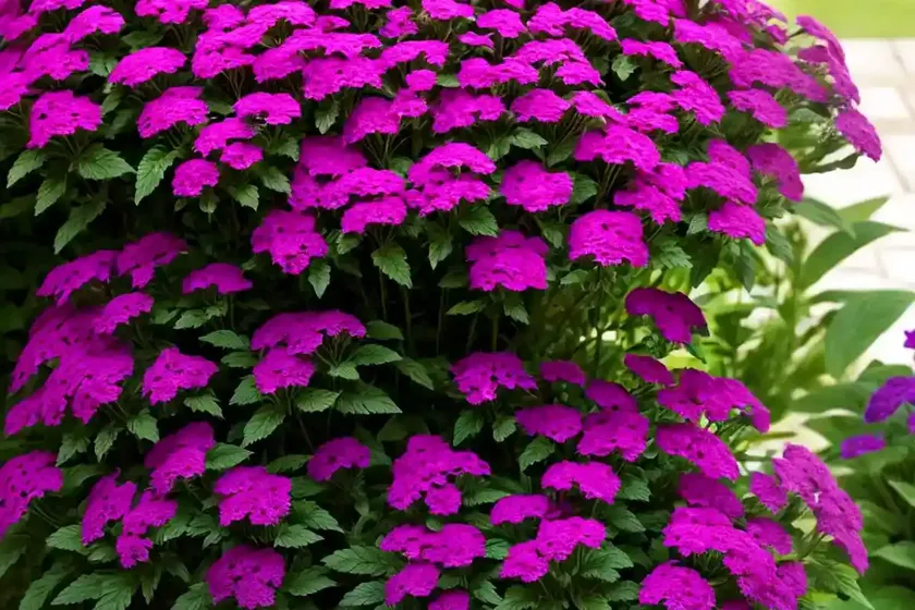 Verbena bonariensis ‘meteor shower’) — photo 2