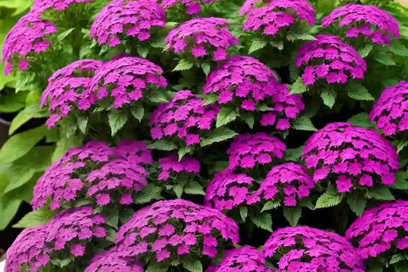 Verbena bonariensis ‘meteor shower’) — photo 3