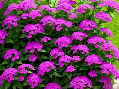 Verbena Bonariensis ‘Meteor Shower’)