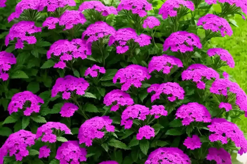 Verbena bonariensis ‘meteor shower’)