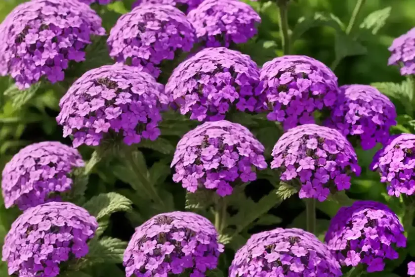 Verbena canadensis ‘homestead purple’) — photo 3