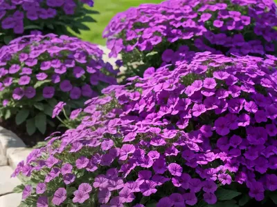 Verbena Canadensis ‘Homestead Purple’)