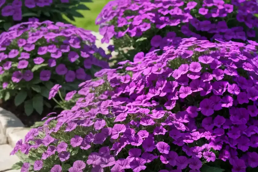 Verbena canadensis ‘homestead purple’)