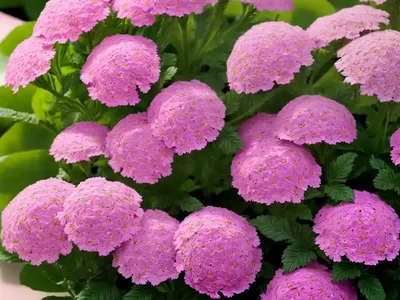 Verbena ‘Lanai Twister Pink’)