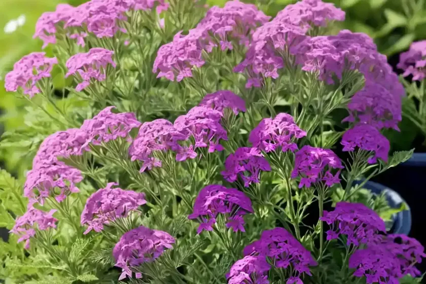 Verbena lasiostachys (western vervain) — photo 2