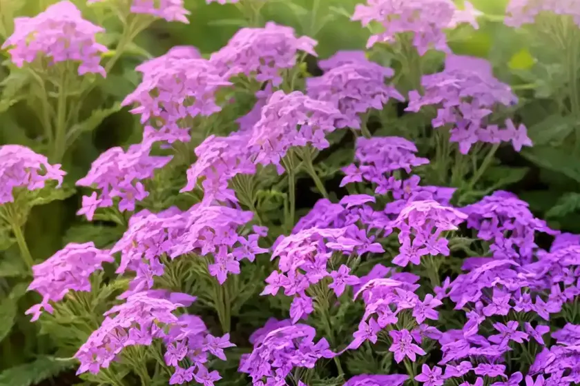 Verbena lasiostachys (western vervain) — photo 3