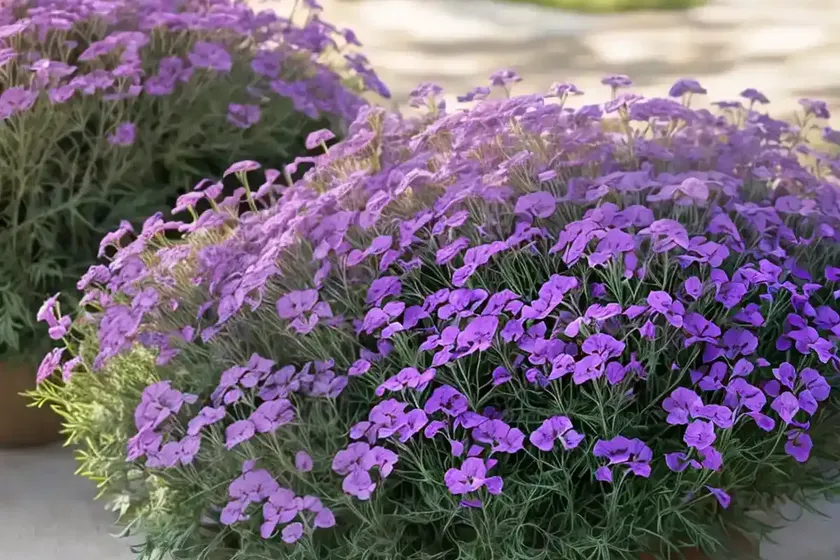 Verbena lasiostachys (western vervain)