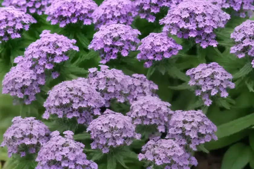 Verbena rigida f. lilacina ‘polaris’ (slender vervain) — photo 2