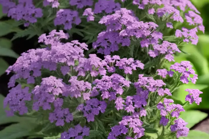 Verbena rigida f. lilacina ‘polaris’ (slender vervain) — photo 3