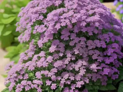 Verbena Rigida F. Lilacina ‘Polaris’ (Slender Vervain)