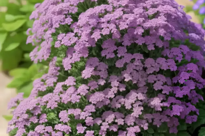 Verbena rigida f. lilacina ‘polaris’ (slender vervain)
