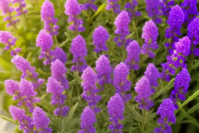 Verbena rigida (slender vervain) — photo 2