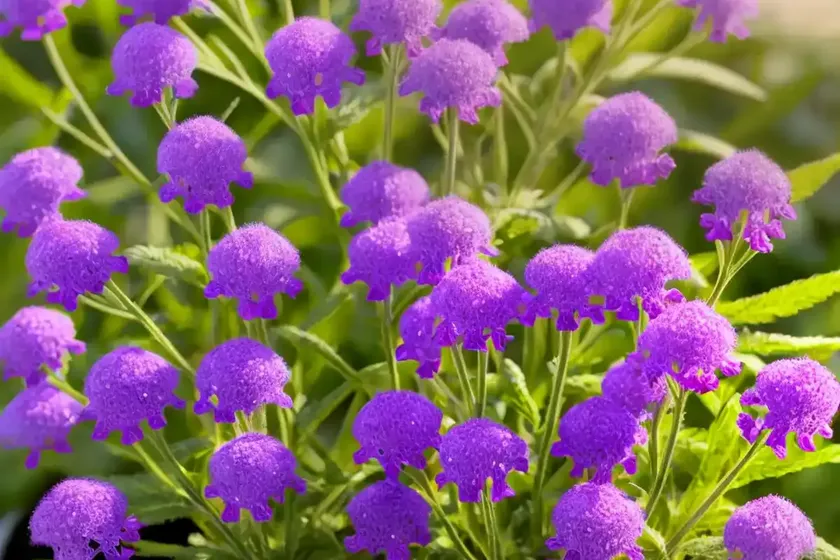 Verbena rigida (slender vervain) — photo 3