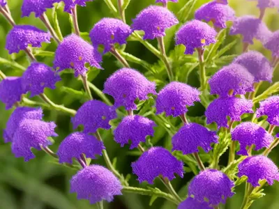 Verbena Rigida (Slender Vervain)
